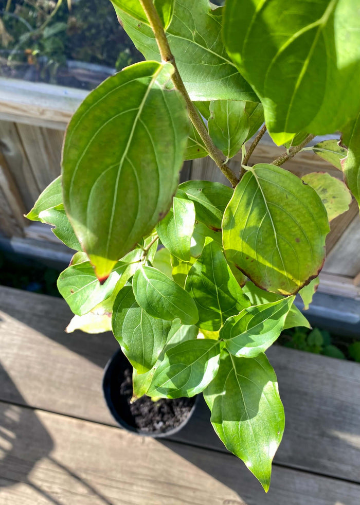 Kinesisk Blomsterkornell i olika storlekar 60-125 cm (Cornus kousa var. chinensis)