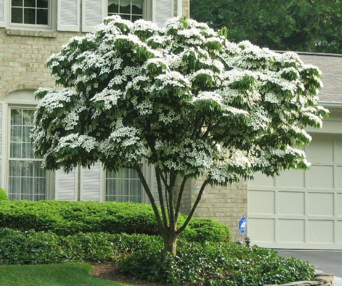 Kinesisk Blomsterkornell i olika storlekar 60-125 cm (Cornus kousa var. chinensis)