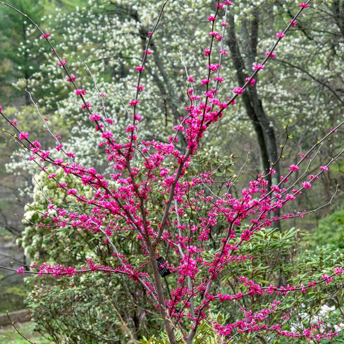 Kinesiskt Judasträd 40-50 cm (Cercis chinensis) med livliga rosa blommor i en vacker trädgårdsmiljö.