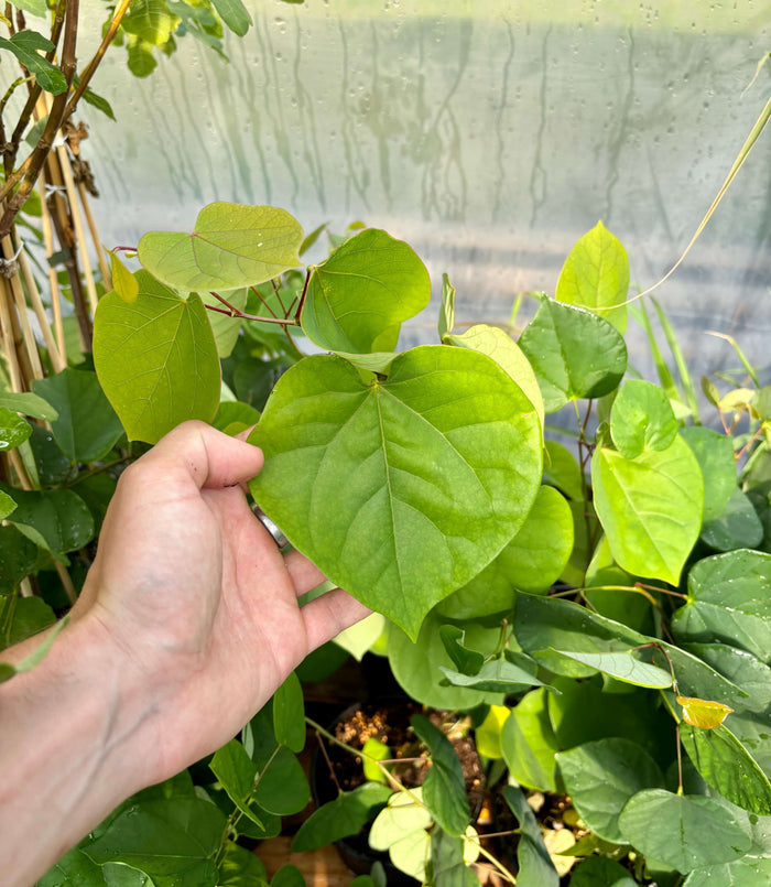 Kinesiskt Judasträd 40-50 cm (Cercis chinensis) med stora gröna blad i hand, i växthusmiljö.