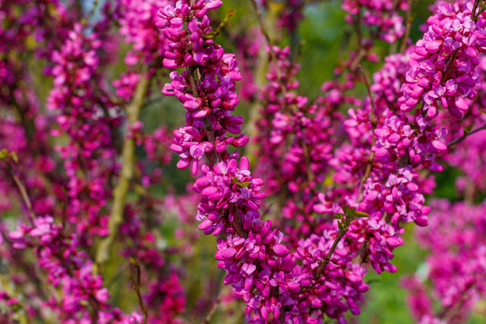 Kinesiskt Judasträd 40-50 cm (Cercis chinensis) med vackra pinka blommor i närbild.