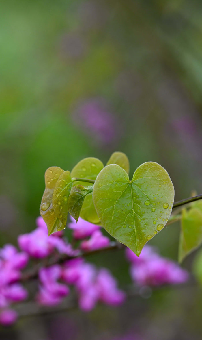 Kinesiskt Judasträd 40-50 cm (Cercis chinensis) med hjärtformade blad och rosa blommor.