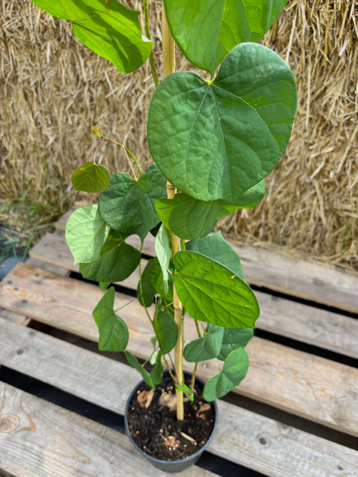 Kinesiskt Judasträd 40-50 cm (Cercis chinensis) med gröna blad i en kruka stående på en träplatta.
