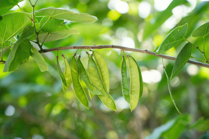 Kinesiskt Judasträd 40-50 cm (Cercis chinensis) med gröna bönbaljor på en gren.