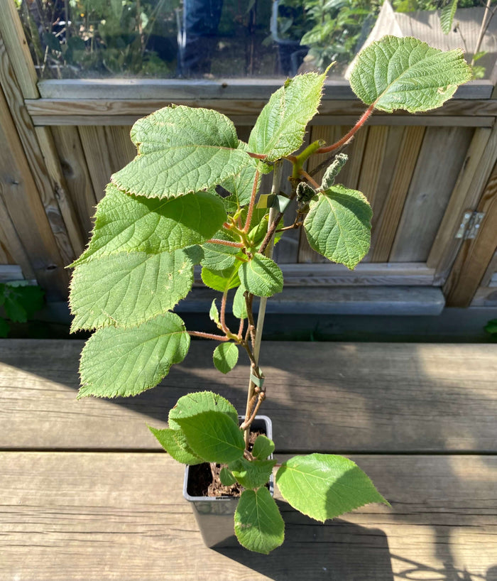 Kiwi 'Jenny' Självfertil Planta 80-100 cm (Actinidia deliciosa)