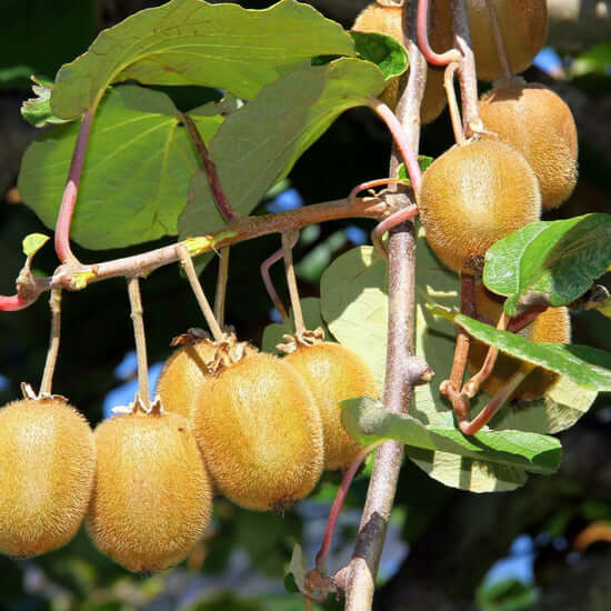 Kiwi 'Jenny' Självfertil Planta 80-100 cm (Actinidia deliciosa)