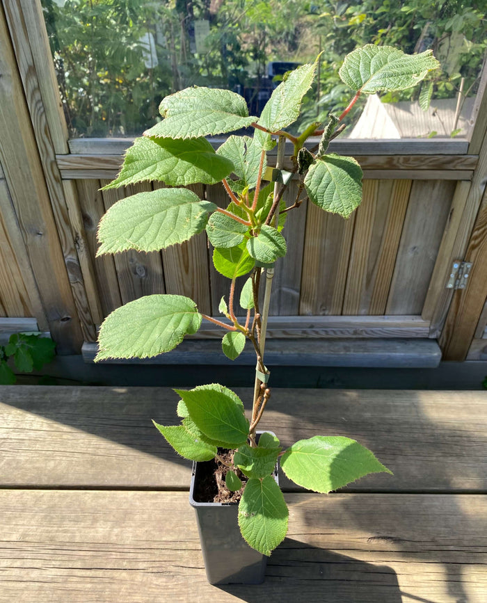 Kiwi 'Jenny' Självfertil Planta 80-100 cm (Actinidia deliciosa)