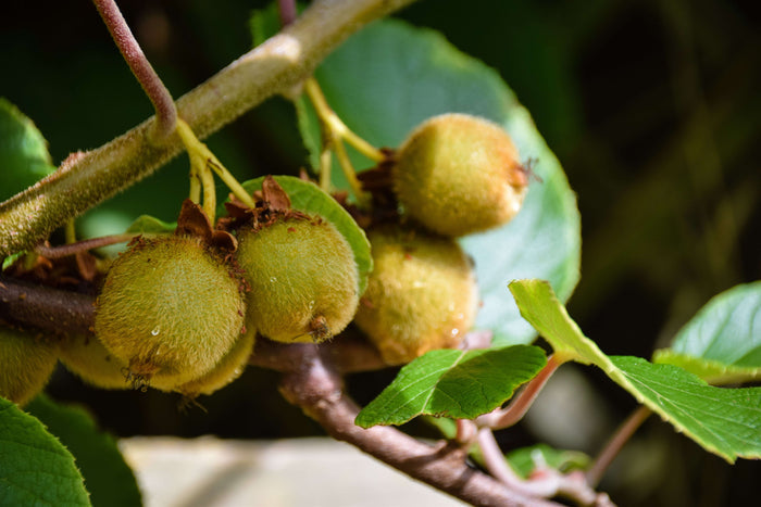 Kiwi 'Jenny' Självfertil Planta 80-100 cm (Actinidia deliciosa)