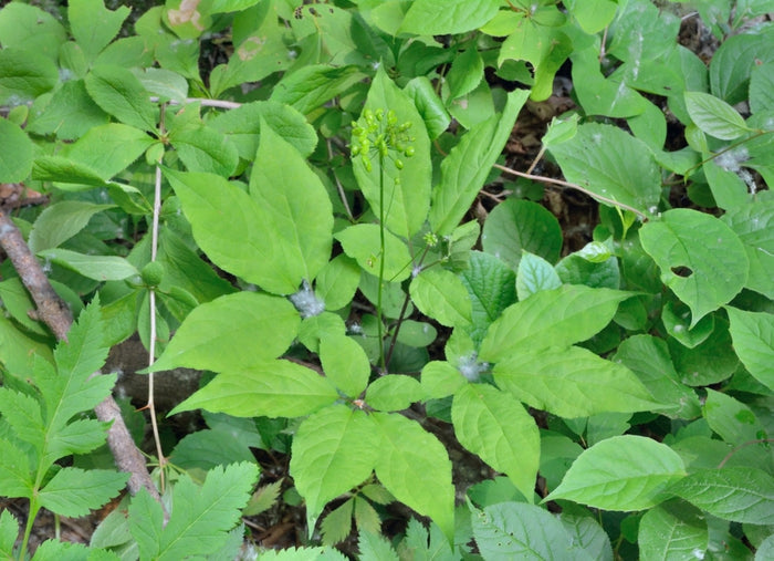 Koreansk Ginseng (Panax ginseng)