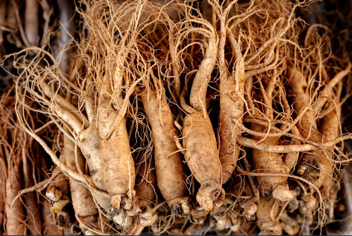 Koreansk Ginseng (Panax ginseng)