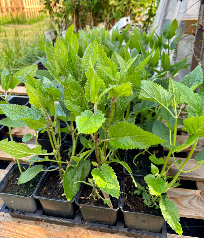 Korogi 15-30 cm (Stachys affinis)