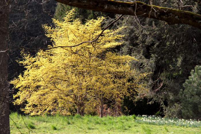 Körsbärskornell 40-80 cm (Cornus mas)