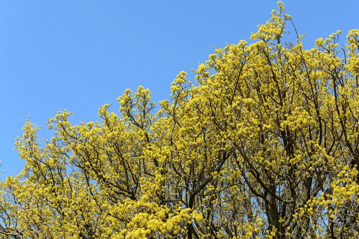 Körsbärskornell 40-80 cm (Cornus mas)