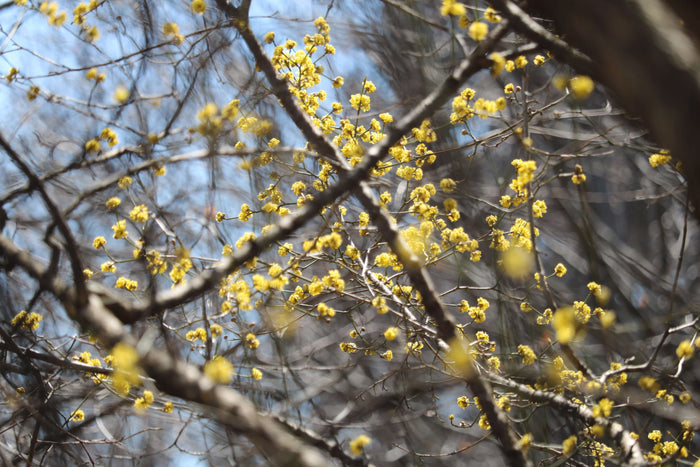 Körsbärskornell 40-80 cm (Cornus mas)