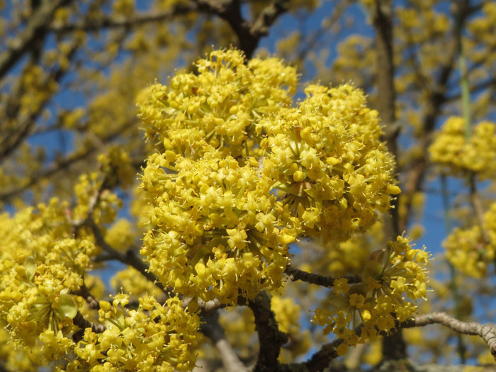 Körsbärskornell 40-80 cm (Cornus mas)