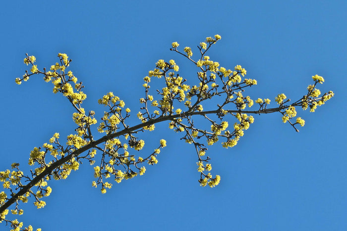 Körsbärskornell 40-80 cm (Cornus mas)