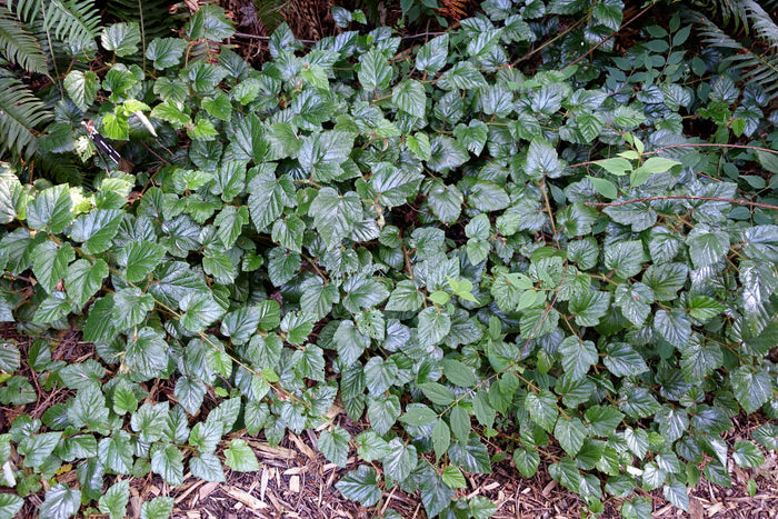Kryphallon C2 kruka (Rubus tricolor)