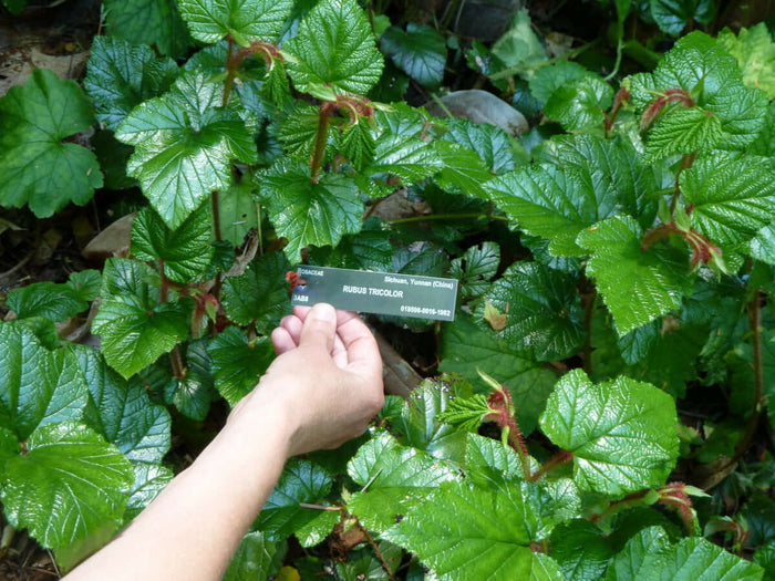Kryphallon C2 kruka (Rubus tricolor)