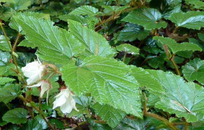 Kryphallon C2 kruka (Rubus tricolor)