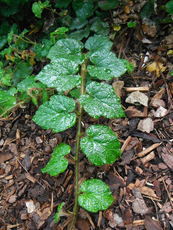 Kryphallon C2 kruka (Rubus tricolor)