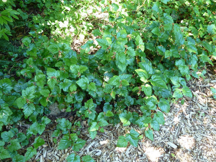 Kryphallon C2 kruka (Rubus tricolor)