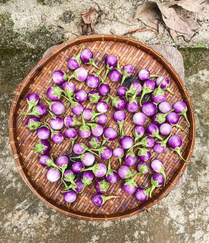 Lila Thailändsk Aubergine 40-60 cm (Solanum melongena)