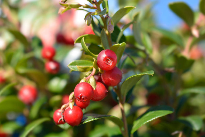 Lingon 'Fireballs' Planta C2 (Vaccinium vitis-idaea)