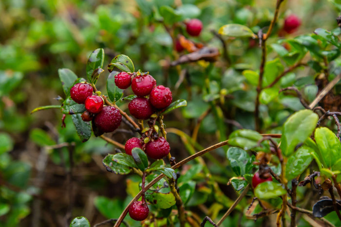 Lingon 'Fireballs' Planta C2 (Vaccinium vitis-idaea)