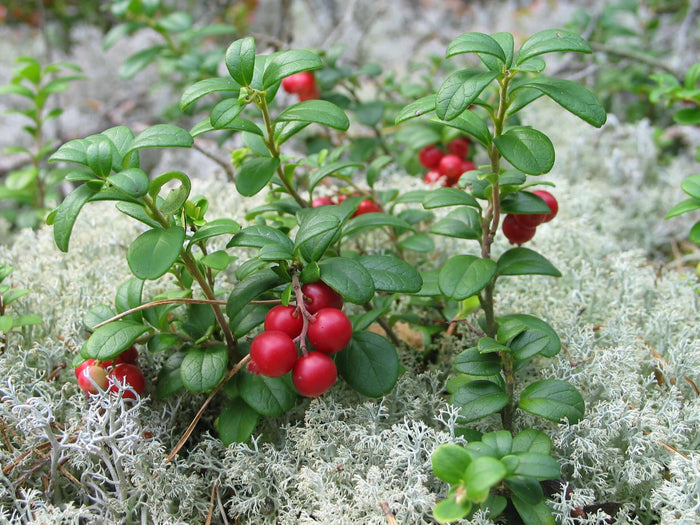 Lingon 'Fireballs' Planta C2 (Vaccinium vitis-idaea)
