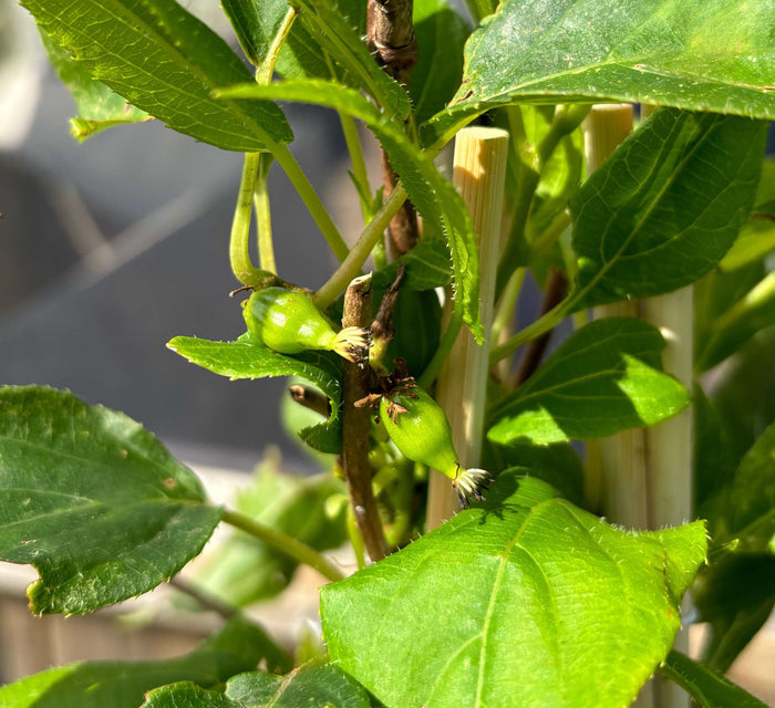 Minikiwi 'Issai' Självfertil Sort 60-80 cm (Actinidia arguta x polygama)