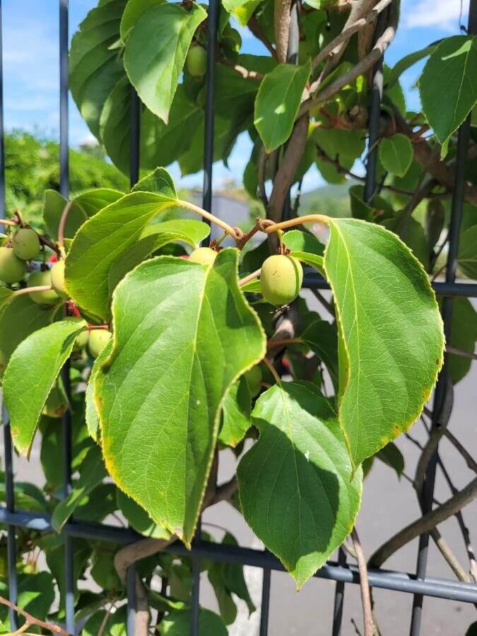 Minikiwi 'Issai' Självfertil Sort 60-80 cm (Actinidia arguta x polygama)