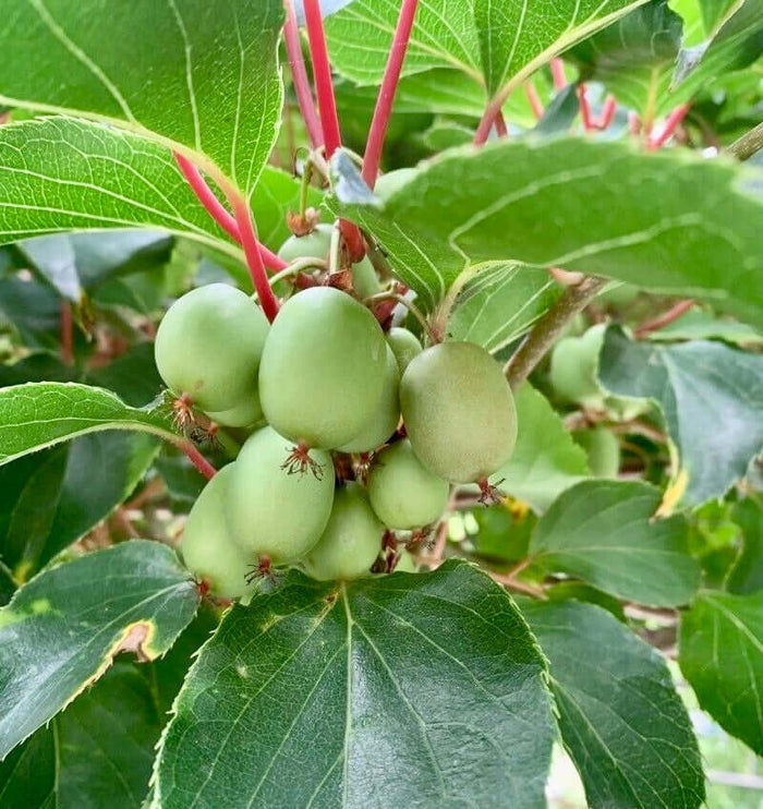 Minikiwi 'Issai' Självfertil Sort 60-80 cm (Actinidia arguta x polygama)