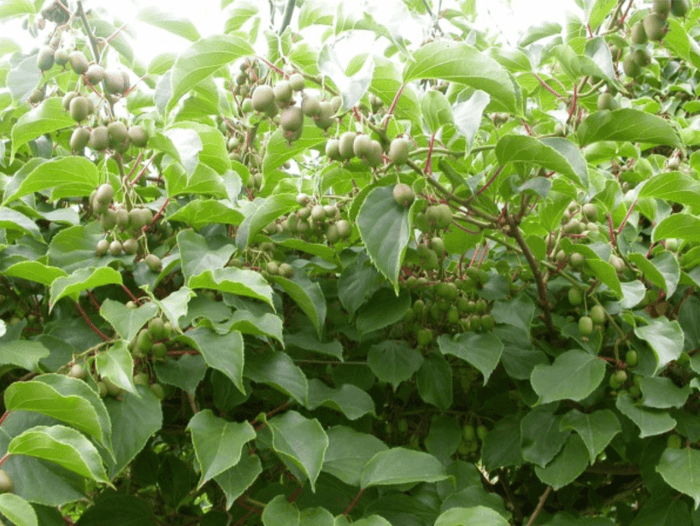 Minikiwi 'Issai' Självfertil Sort 60-80 cm (Actinidia arguta x polygama)