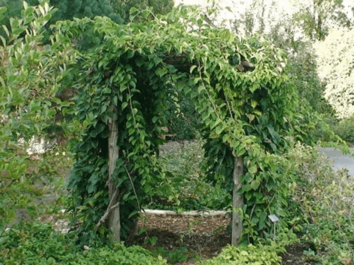 Minikiwi 'Issai' Självfertil Sort 60-80 cm (Actinidia arguta x polygama)