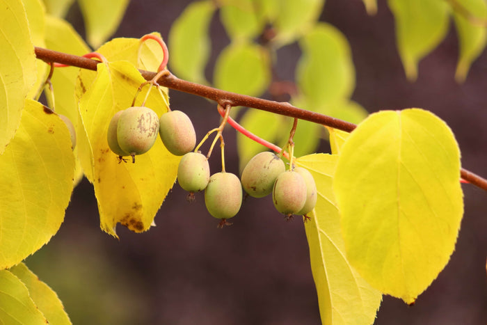 Minikiwi 'Lucy' Lätt Självfertil Honplanta 60-80 cm (Actinidia arguta)