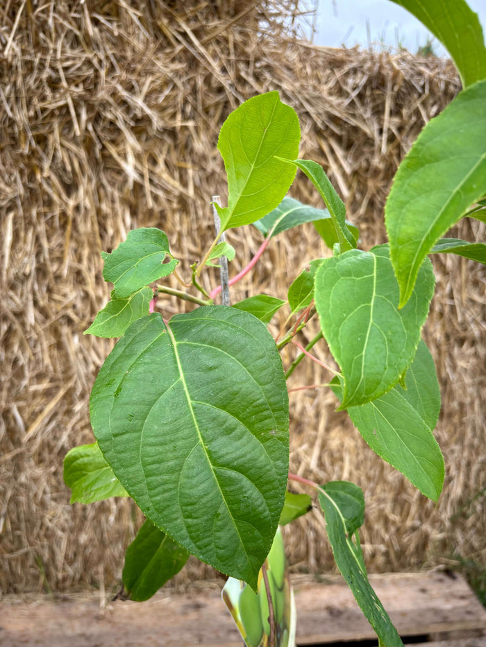 Minikiwi 'Lucy' Lätt Självfertil Honplanta 60-80 cm (Actinidia arguta)