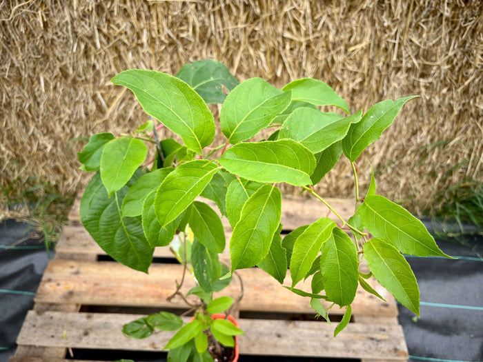 Minikiwi 'Lucy' Lätt Självfertil Honplanta 60-80 cm (Actinidia arguta)