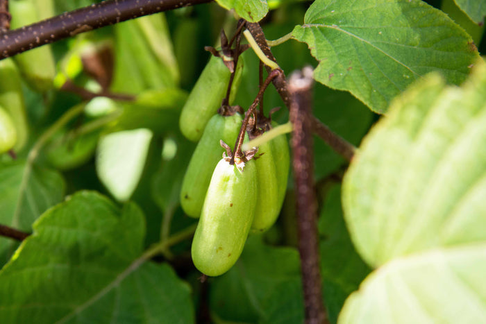 Minikiwi 'Vitikiwi': Självfertil Sort 60-80 cm (Actinidia arguta)