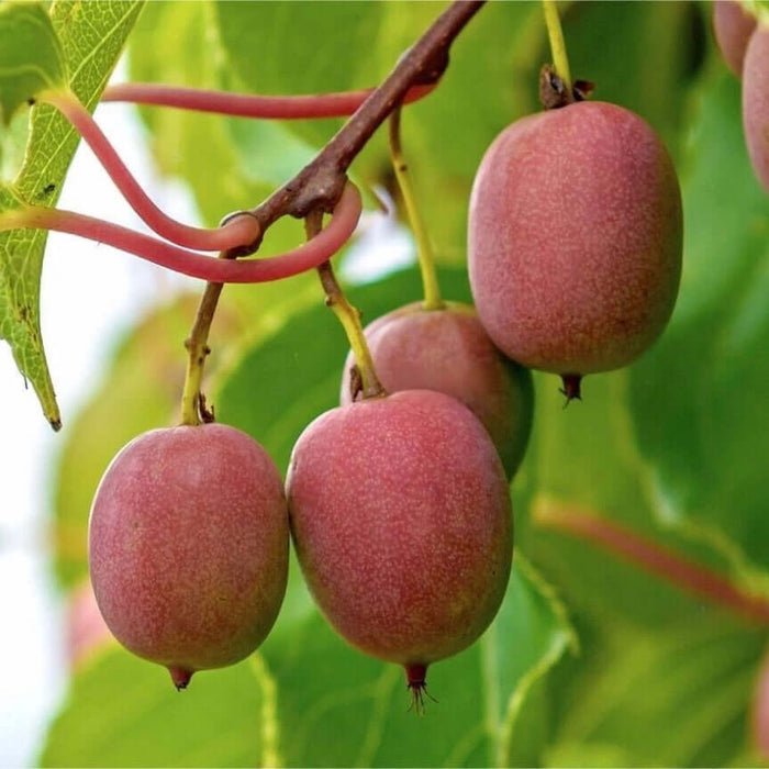 Minikiwi 'Weiki' Honplanta 50-60 cm (Actinidia arguta)