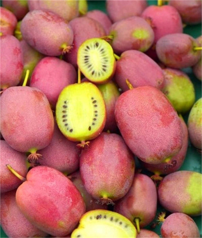 Minikiwi 'Weiki' Honplanta 50-60 cm (Actinidia arguta)