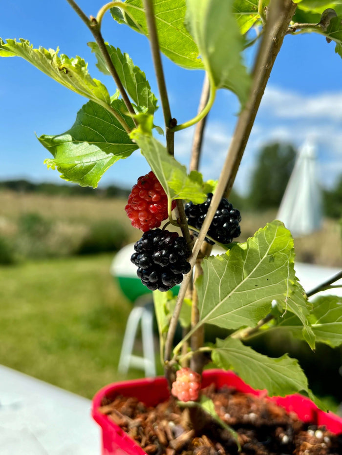 Mullbär 'Full Seasons' 70-120 cm (Morus alba)