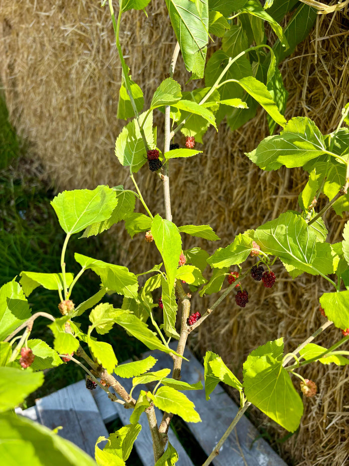 Mullbär 'Full Seasons' 70-120 cm (Morus alba)