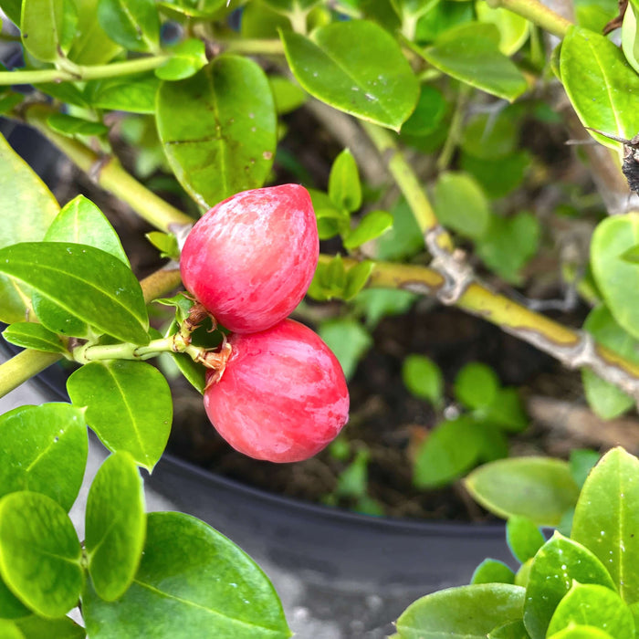 Natalplommon Planta 20-40 cm (Carissa macrocarpa)