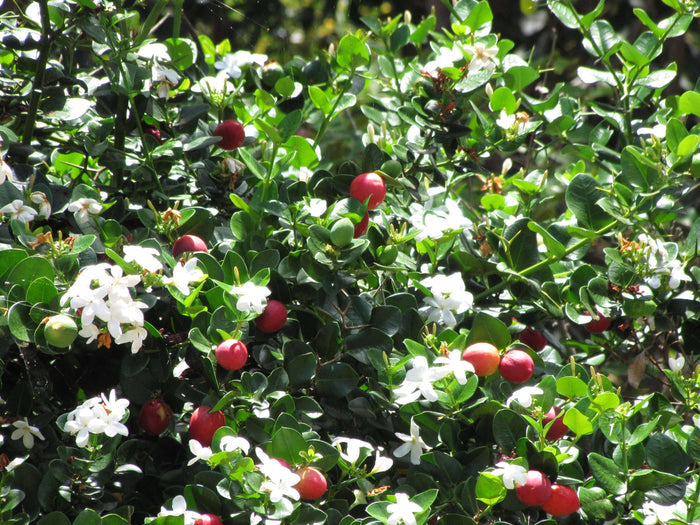 Natalplommon Planta 20-40 cm (Carissa macrocarpa)