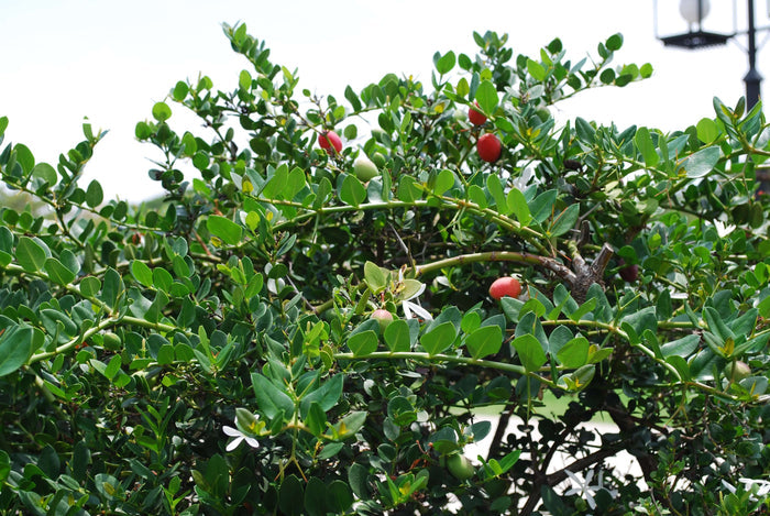 Natalplommon Planta 20-40 cm (Carissa macrocarpa)