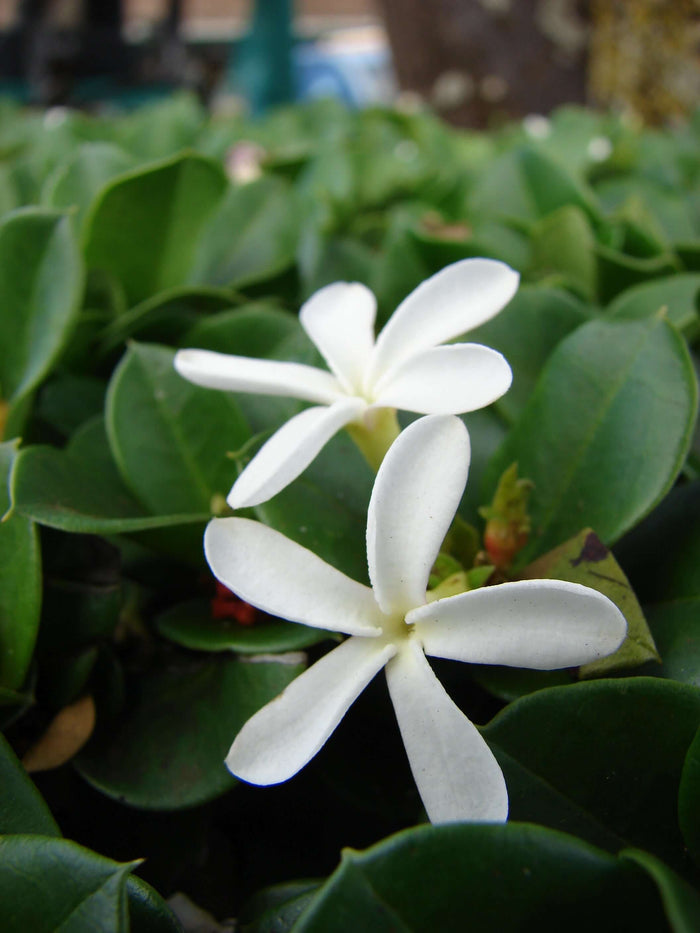 Natalplommon Planta 20-40 cm (Carissa macrocarpa)