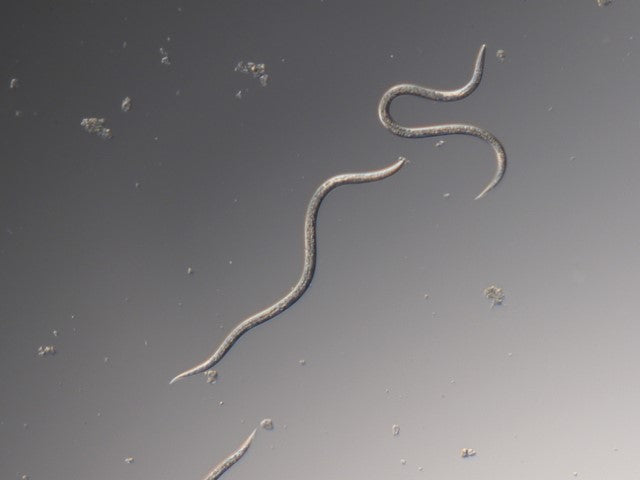 Nematoder mot Harkrankar