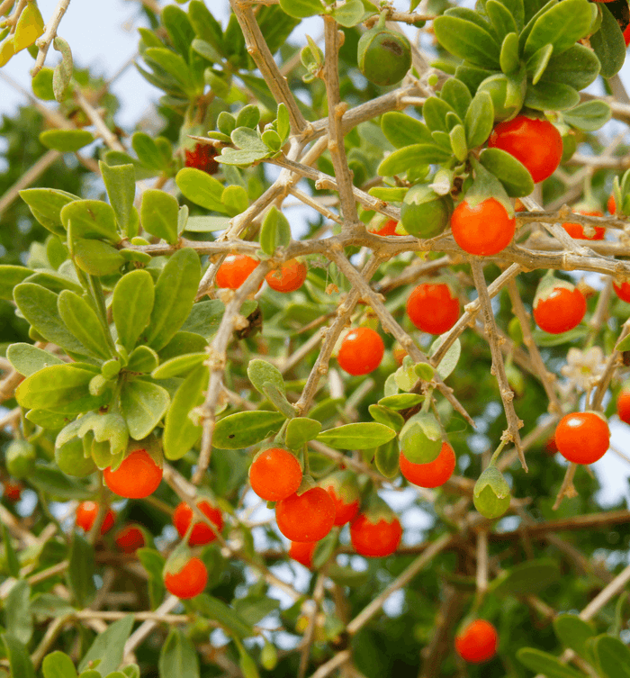 Orange Gojibär / Bocktörne 'Princess Tao' Planta 20-40 cm (Lycium barbarum)