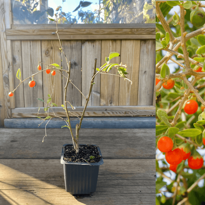 Orange Gojibär / Bocktörne 'Princess Tao' Planta 20-40 cm (Lycium barbarum)