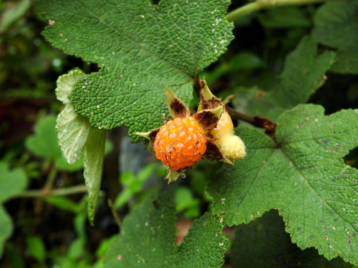 Orange Kryphallon 'Emerald Carpet' P9 kruka (Rubus rolfei)